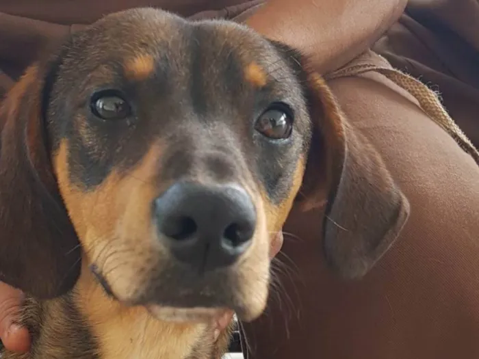 Cachorro ra a SRD-ViraLata idade 1 ano nome Francisco