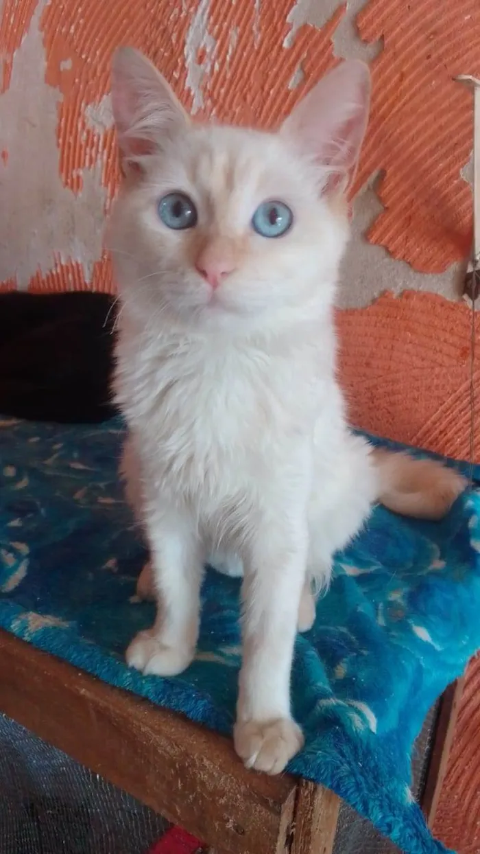 Gato ra a Srd idade 7 a 11 meses nome ...