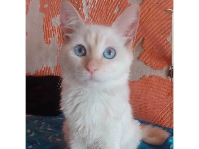 Gato ra a Srd idade 7 a 11 meses nome ...
