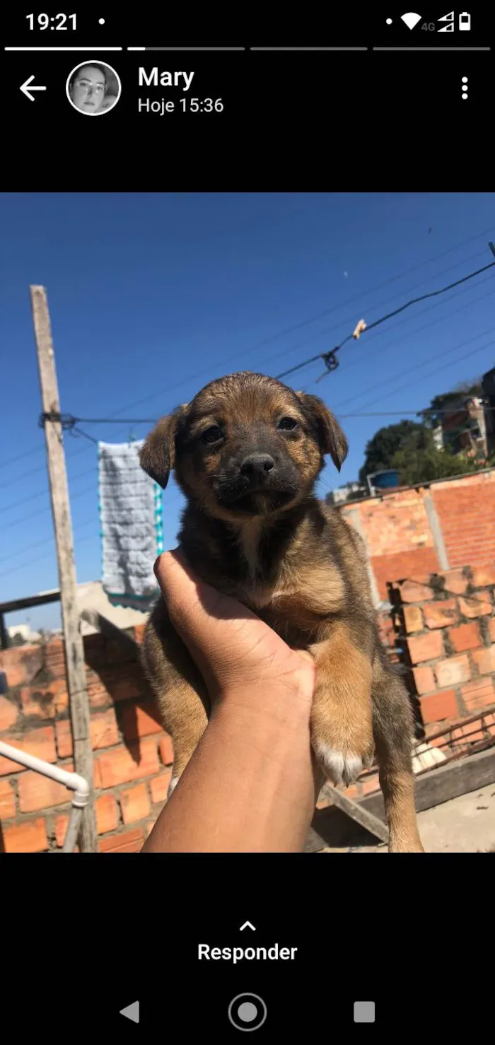 Cachorro ra a SRD-ViraLata idade 2 a 6 meses nome Sem nome 