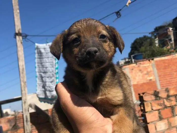 Cachorro ra a SRD-ViraLata idade 2 a 6 meses nome Sem nome 