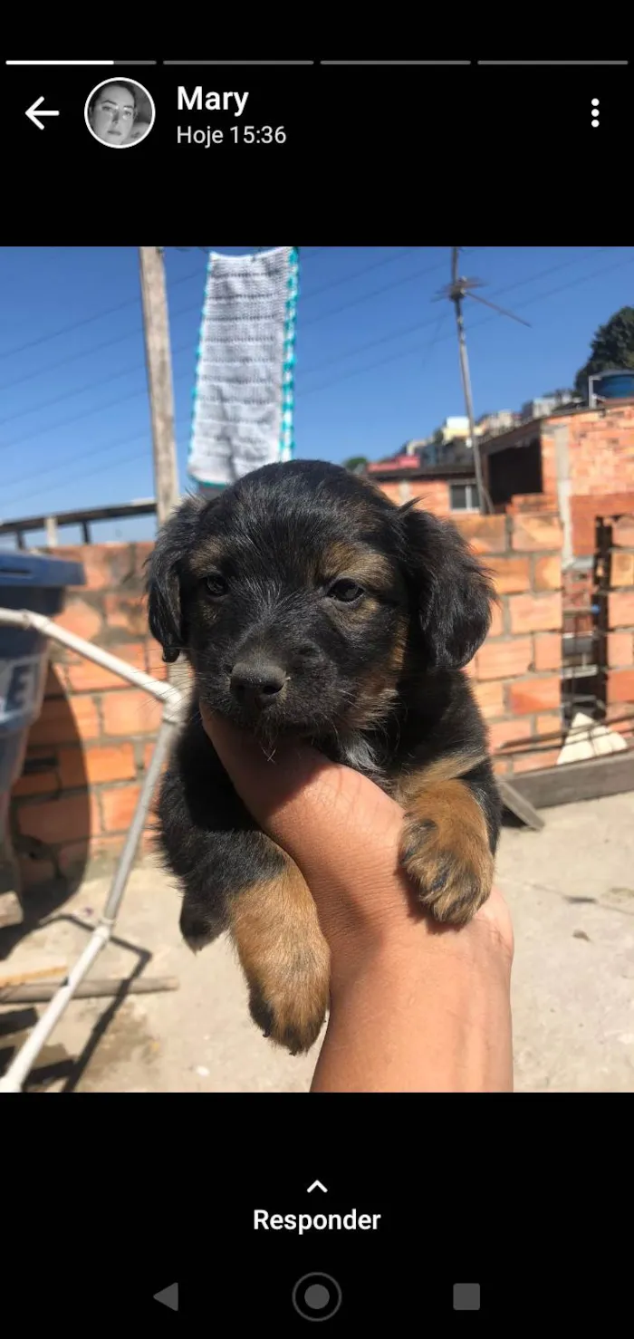 Cachorro ra a SRD-ViraLata idade 2 a 6 meses nome Sem nome