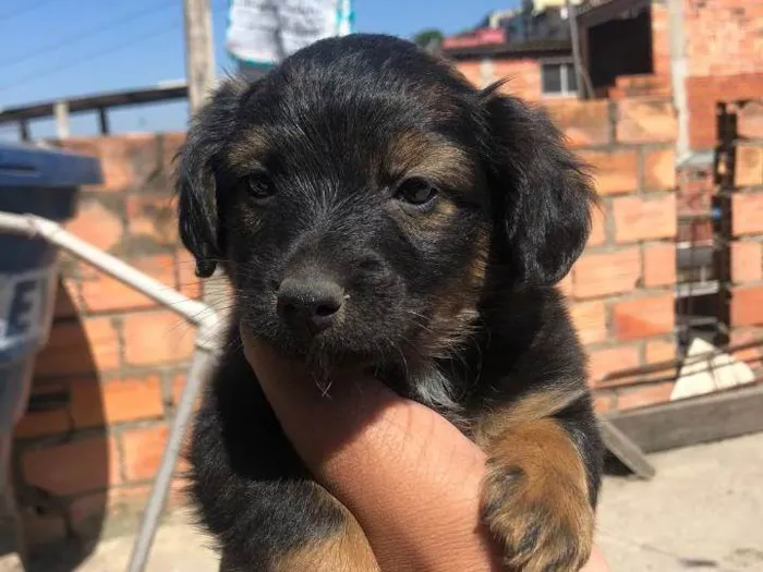 Cachorro ra a SRD-ViraLata idade 2 a 6 meses nome Sem nome