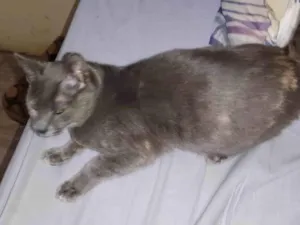 Gato raça SRD-ViraLata idade 7 a 11 meses nome DORA