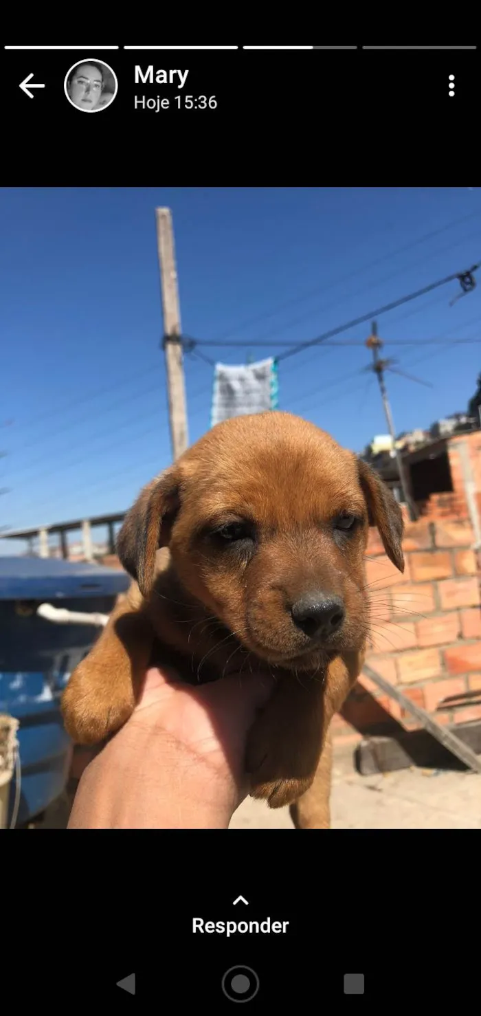 Cachorro ra a SRD-ViraLata idade 2 a 6 meses nome Sem nome