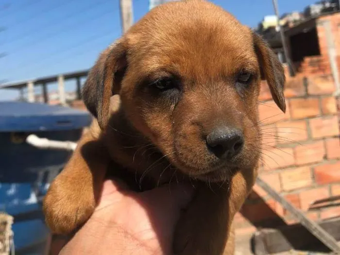 Cachorro ra a SRD-ViraLata idade 2 a 6 meses nome Sem nome