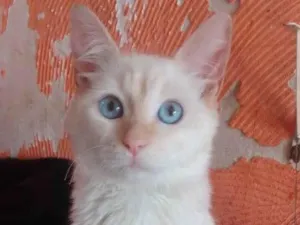 Gato raça Srd idade 7 a 11 meses nome ...