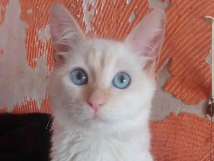 Gato ra a Srd idade 7 a 11 meses nome ...