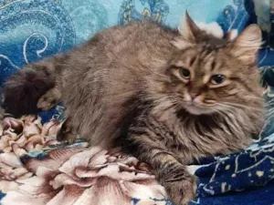 Gato raça SRD-ViraLata idade 3 anos nome HELENA