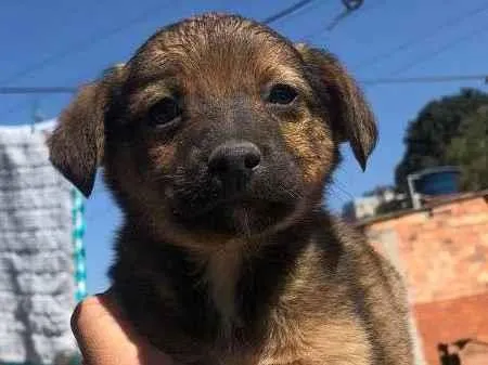 Cachorro ra a SRD-ViraLata idade 2 a 6 meses nome Sem nome 