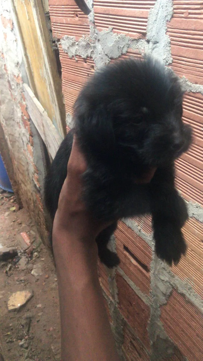 Cachorro ra a SRD-ViraLata idade 2 a 6 meses nome filhotes