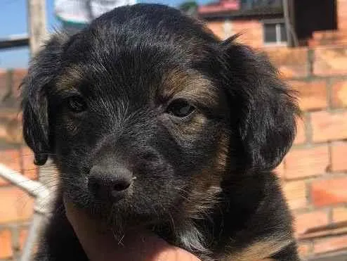 Cachorro ra a SRD-ViraLata idade 2 a 6 meses nome Sem nome