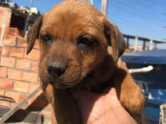 Cachorro ra a SRD-ViraLata idade 2 a 6 meses nome Sem nome