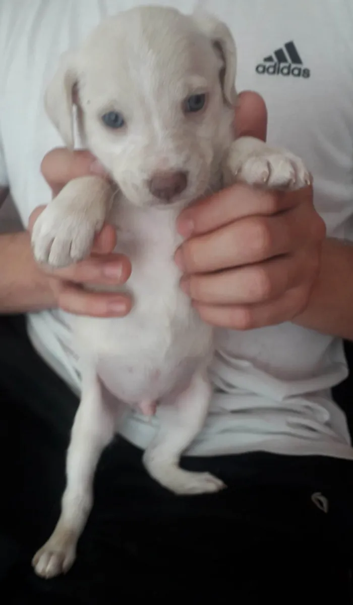 Cachorro ra a Indefinida  idade 2 a 6 meses nome Galego
