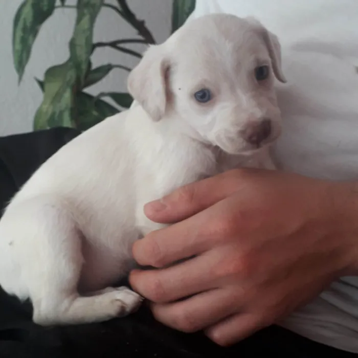 Cachorro ra a Indefinida  idade 2 a 6 meses nome Galego
