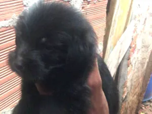 Cachorro raça SRD-ViraLata idade 2 a 6 meses nome filhotes