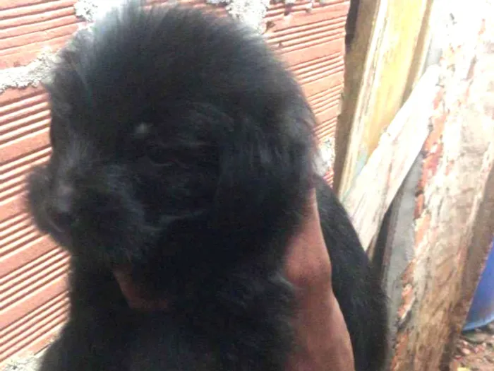 Cachorro ra a SRD-ViraLata idade 2 a 6 meses nome filhotes