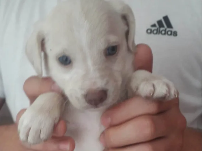 Cachorro ra a Indefinida  idade 2 a 6 meses nome Galego