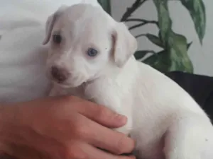 Cachorro raça Indefinida  idade 2 a 6 meses nome Galego