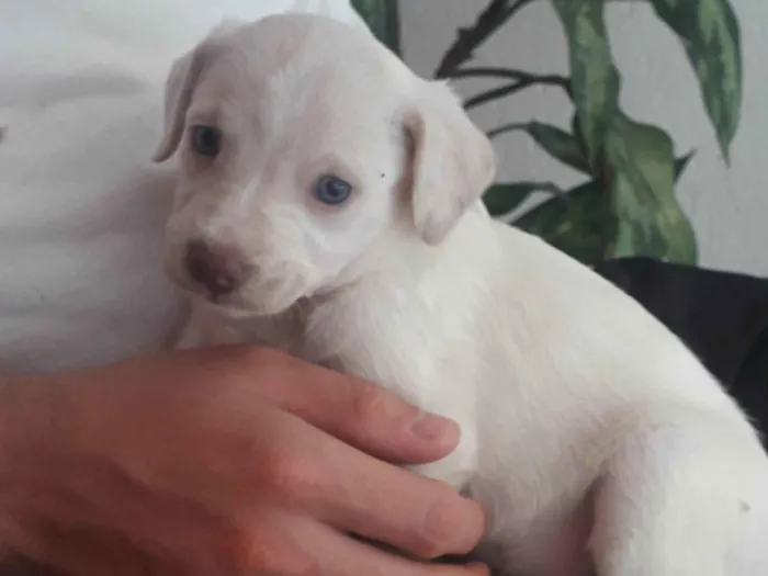 Cachorro ra a Indefinida  idade 2 a 6 meses nome Galego