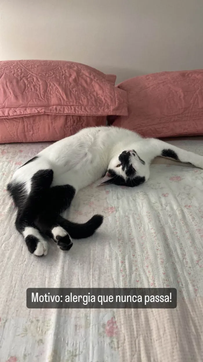 Gato ra a Siamês idade 2 a 6 meses nome Pandoro