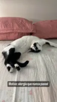 Pandoro