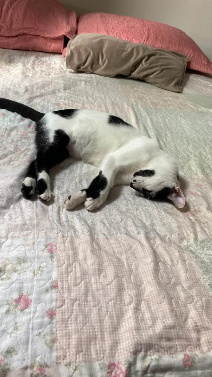Gato ra a Siamês idade 2 a 6 meses nome Pandoro
