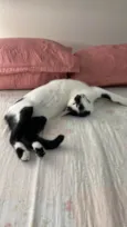 Pandoro