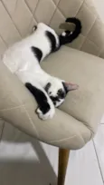 Pandoro