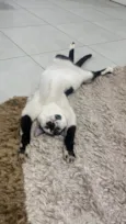 Pandoro
