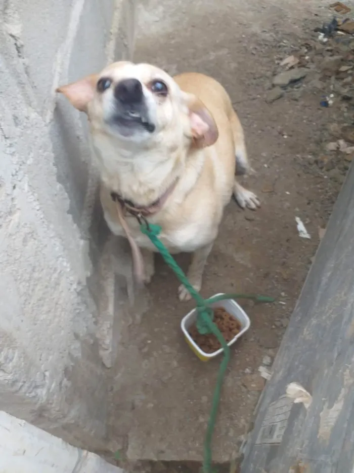 Cachorro ra a SRD-ViraLata idade 2 anos nome Maria