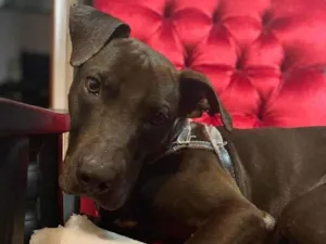 Cachorro raça SRD-ViraLata idade 1 ano nome Gilda 