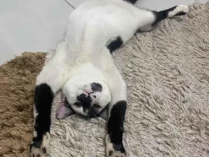 Gato raça Siamês idade 2 a 6 meses nome Pandoro