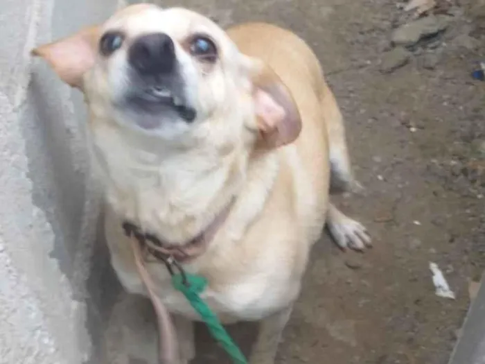 Cachorro ra a SRD-ViraLata idade 2 anos nome Maria