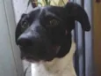 Oscar