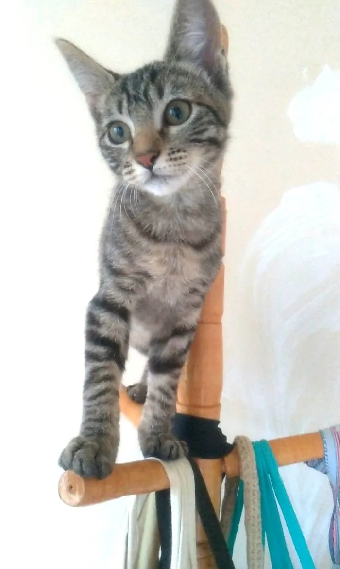Gato ra a srd tigradinha idade 2 a 6 meses nome YUKA FLOR