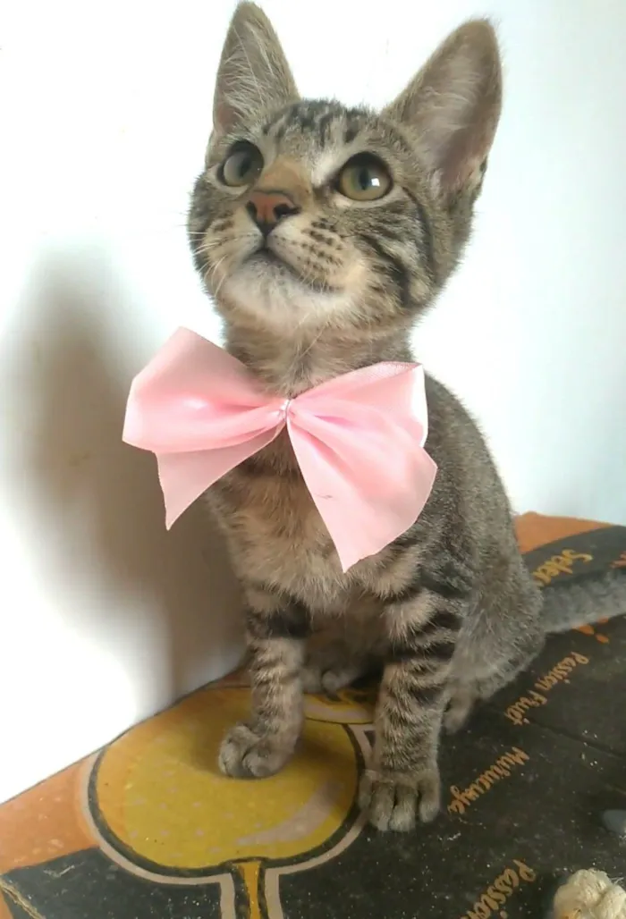 Gato ra a srd tigradinha idade 2 a 6 meses nome YUKA FLOR