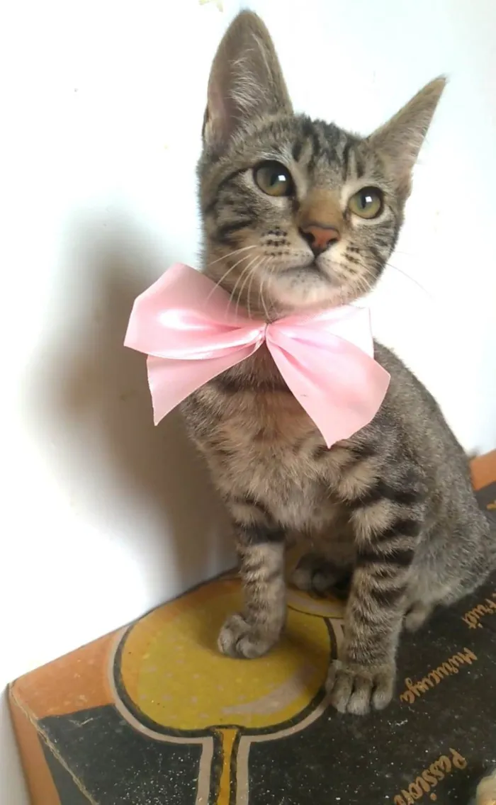 Gato ra a srd tigradinha idade 2 a 6 meses nome YUKA FLOR