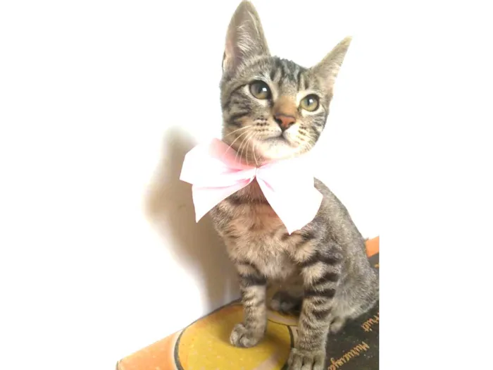Gato ra a srd tigradinha idade 2 a 6 meses nome YUKA FLOR