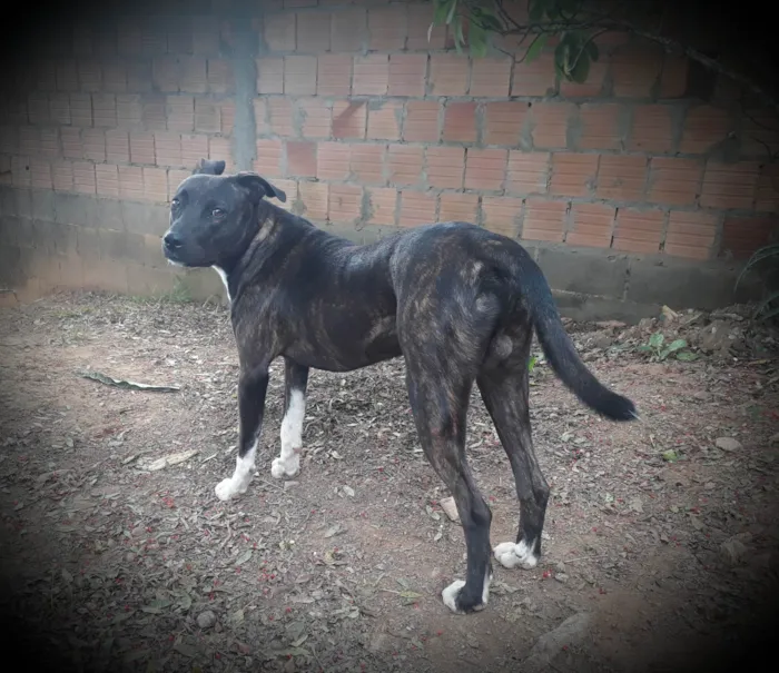 Cachorro ra a American Staffordshire Terrier idade 1 ano nome Jhow