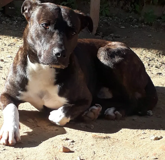 Cachorro ra a American Staffordshire Terrier idade 1 ano nome Jhow