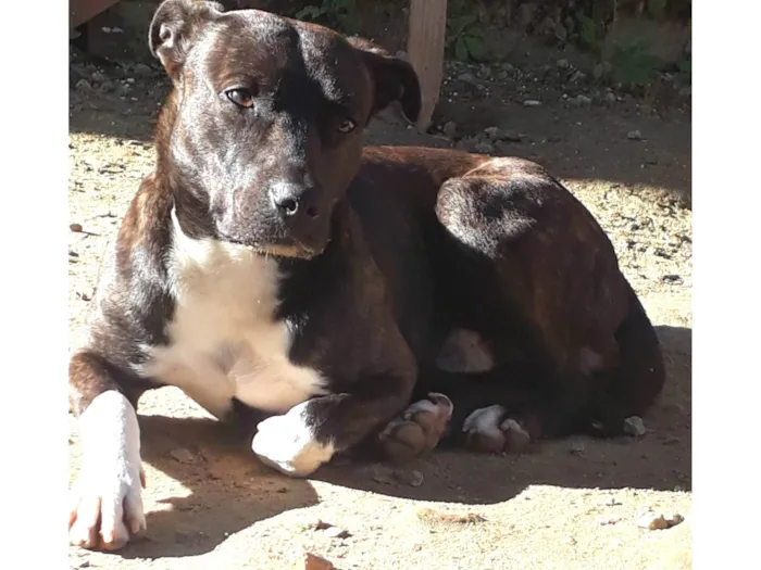 Cachorro ra a American Staffordshire Terrier idade 1 ano nome Jhow