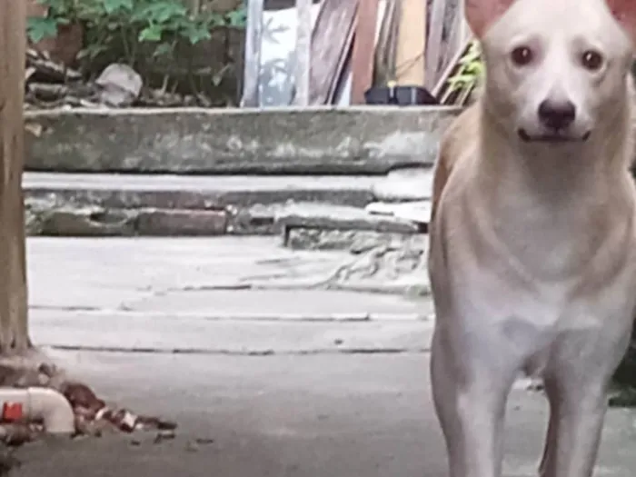 Cachorro ra a Vira-lata idade 1 ano nome Mike