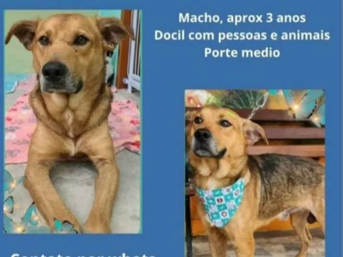 Cachorro ra a  idade 3 anos nome Rodolfo