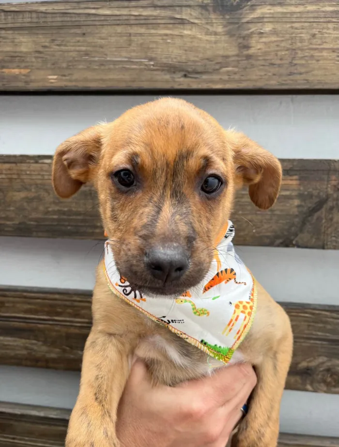 Cachorro ra a SRD-ViraLata idade 2 a 6 meses nome Naruto