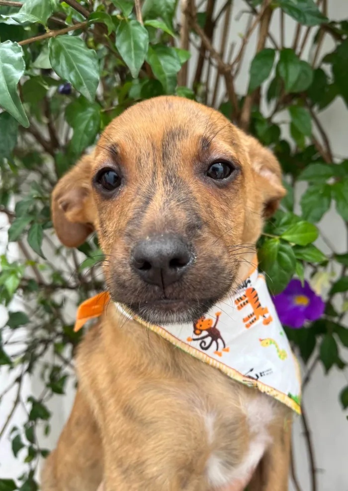 Cachorro ra a SRD-ViraLata idade 2 a 6 meses nome Naruto