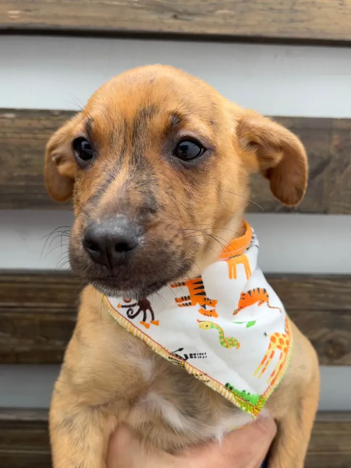 Cachorro ra a SRD-ViraLata idade 2 a 6 meses nome Naruto