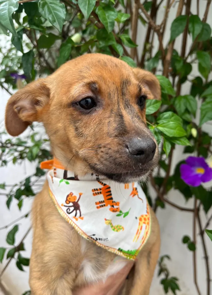 Cachorro ra a SRD-ViraLata idade 2 a 6 meses nome Naruto