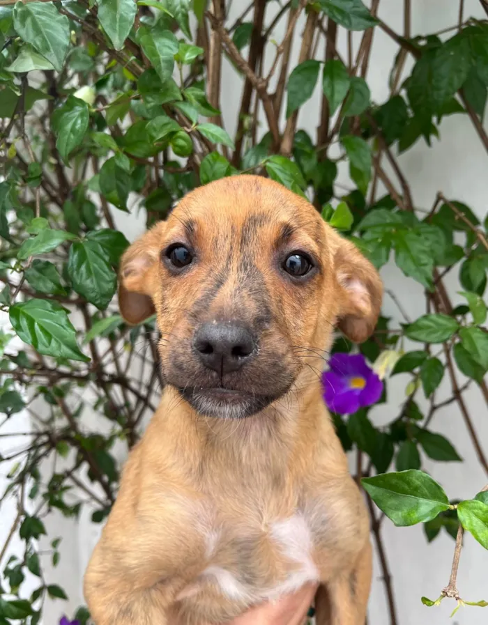 Cachorro ra a SRD-ViraLata idade 2 a 6 meses nome Naruto