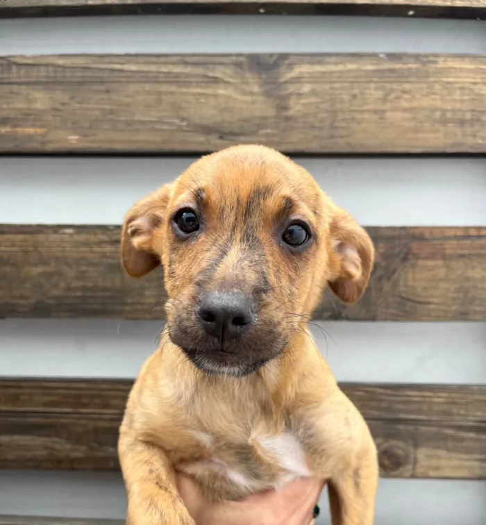 Cachorro ra a SRD-ViraLata idade 2 a 6 meses nome Naruto